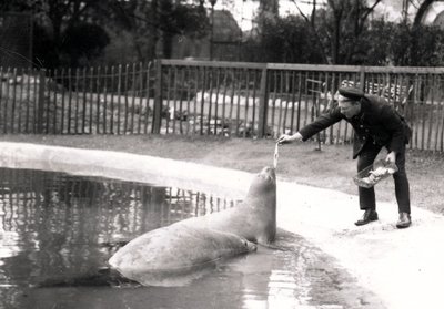 Foche elefante nutrite dal loro custode, 1914 da Frederick William Bond